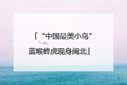 “中国最美小鸟”蓝喉蜂虎现身闽北