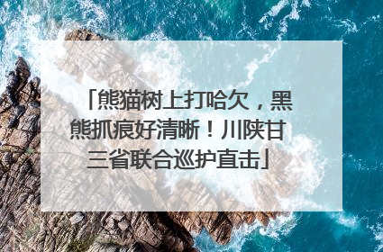 熊猫树上打哈欠，黑熊抓痕好清晰！川陕甘三省联合巡护直击