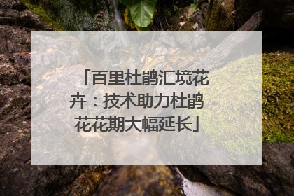 百里杜鹃汇境花卉：技术助力杜鹃花花期大幅延长