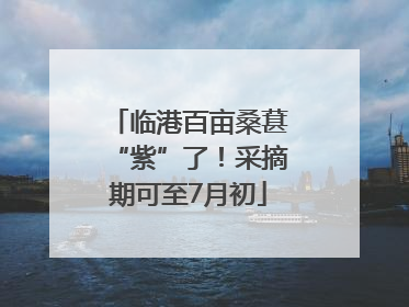 临港百亩桑葚“紫”了！采摘期可至7月初