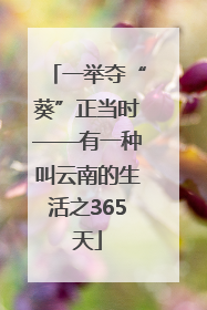 一举夺“葵”正当时——有一种叫云南的生活之365天
