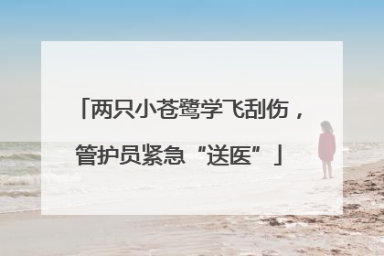 两只小苍鹭学飞刮伤，管护员紧急“送医”