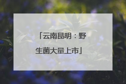 云南昆明：野生菌大量上市