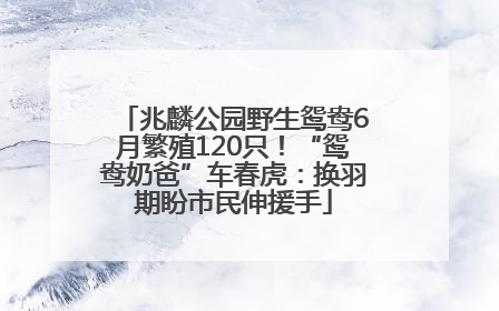 兆麟公园野生鸳鸯6月繁殖120只！“鸳鸯奶爸”车春虎：换羽期盼市民伸援手