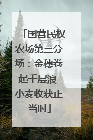 国营民权农场第三分场：金穗卷起千层浪 小麦收获正当时