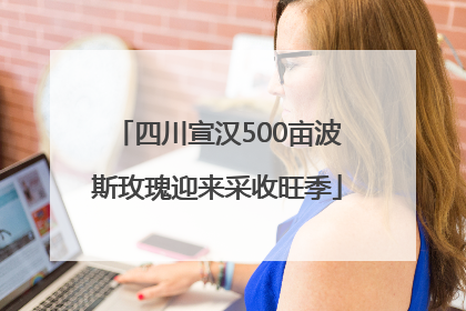 四川宣汉500亩波斯玫瑰迎来采收旺季