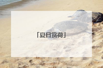 夏日赏荷