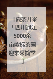夏茶开采！四川通江5000余亩欧标茶园迎来采摘季