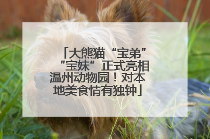 大熊猫“宝弟”“宝妹”正式亮相温州动物园！对本地美食情有独钟