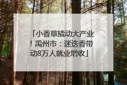 小香草撬动大产业！禹州市：迷迭香带动8万人就业增收