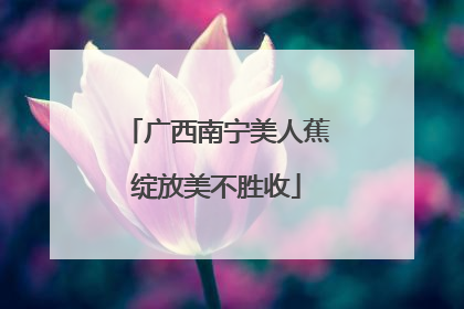广西南宁美人蕉绽放美不胜收