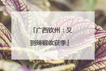 广西钦州：又到辣椒收获季