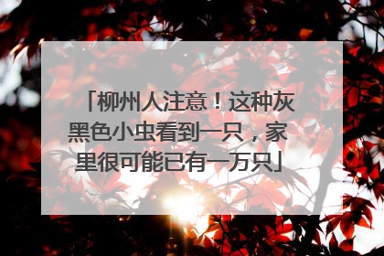 柳州人注意！这种灰黑色小虫看到一只，家里很可能已有一万只