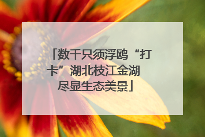 数千只须浮鸥“打卡”湖北枝江金湖 尽显生态美景