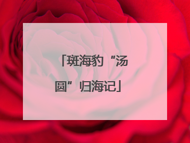斑海豹“汤圆”归海记