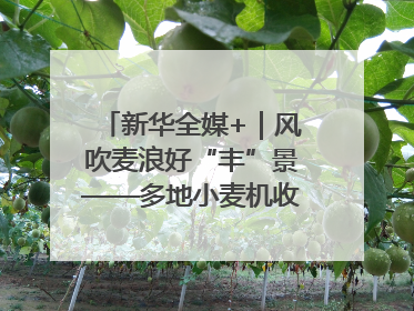 新华全媒+｜风吹麦浪好“丰”景——多地小麦机收一线见闻
