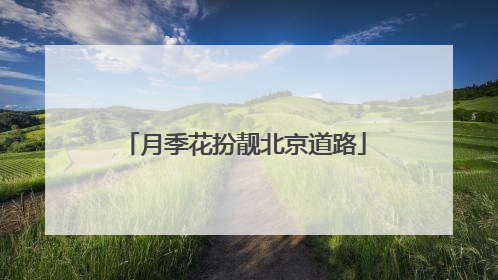 月季花扮靓北京道路
