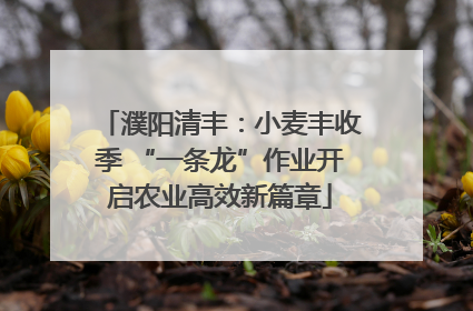 濮阳清丰：小麦丰收季 “一条龙”作业开启农业高效新篇章