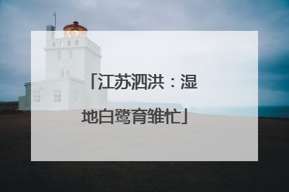 江苏泗洪：湿地白鹭育雏忙