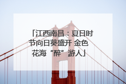 江西南昌：夏日时节向日葵盛开 金色花海“醉”游人