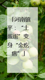 河南镇平：“土蛋蛋”变身“金疙瘩”