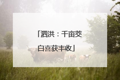 泗洪：千亩茭白喜获丰收