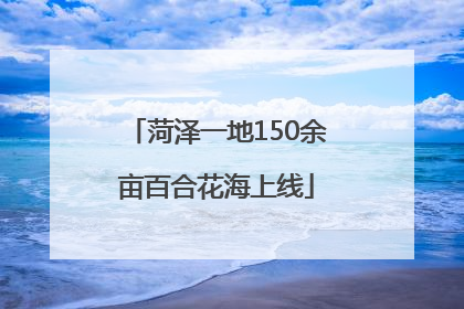 菏泽一地150余亩百合花海上线