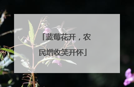 蓝莓花开，农民增收笑开怀