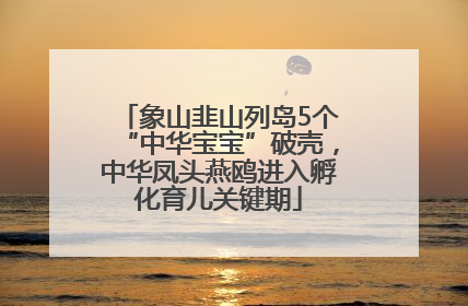 象山韭山列岛5个“中华宝宝”破壳，中华凤头燕鸥进入孵化育儿关键期