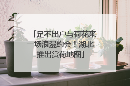 足不出户与荷花来一场浪漫约会！湖北推出赏荷地图
