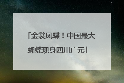 金裳凤蝶！中国最大蝴蝶现身四川广元