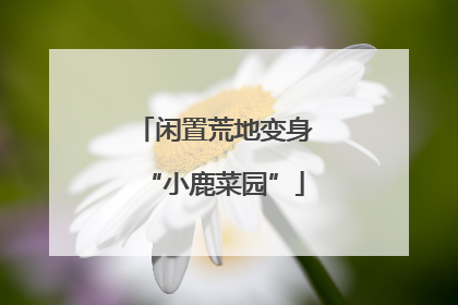 闲置荒地变身“小鹿菜园”