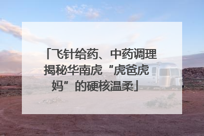 飞针给药、中药调理 揭秘华南虎“虎爸虎妈”的硬核温柔