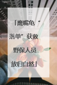鹰嘴龟“落单”获救 野保人员放归自然