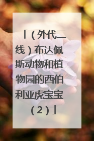 （外代二线）布达佩斯动物和植物园的西伯利亚虎宝宝（2）